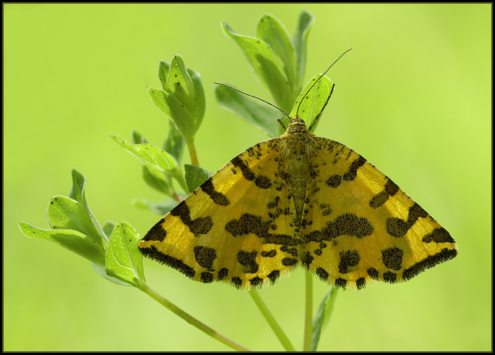 Funkelnde Walderscheinung - Fleckenspanner (Pseudopanthera macularia)