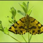 Funkelnde Walderscheinung - Fleckenspanner (Pseudopanthera macularia)