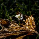 Funkelndes Gänseblümchen