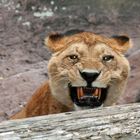 Funkelsterne - pass auf!