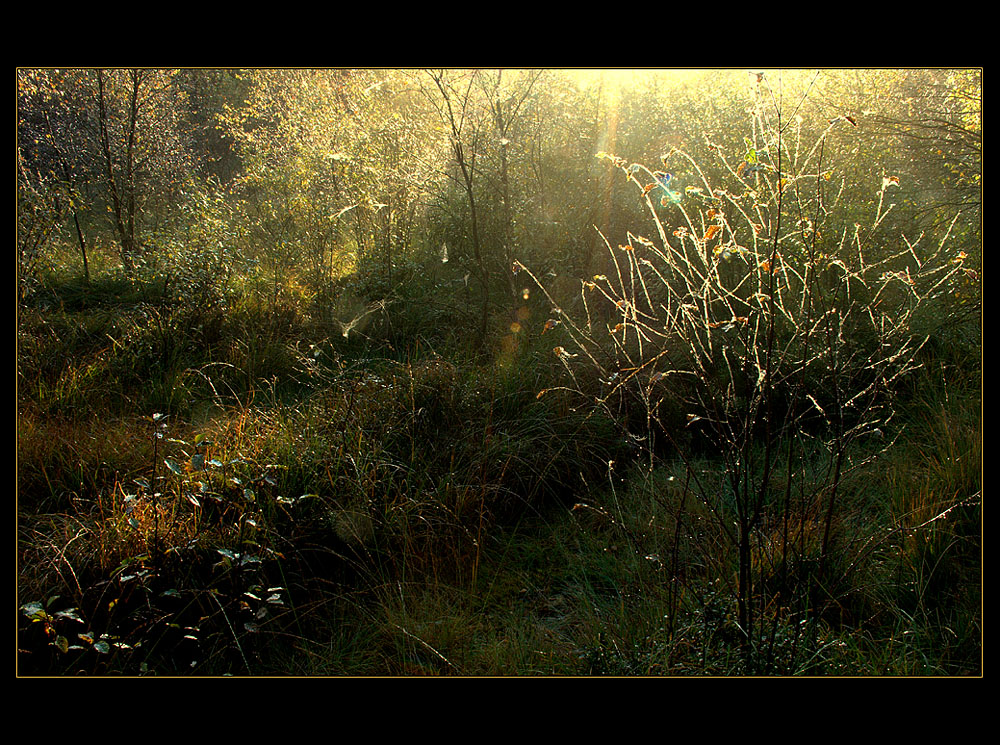 ...funken-sprühendes Moor-Licht... - ...war es das... ? (8. der Serie  "Mecklenbruch")