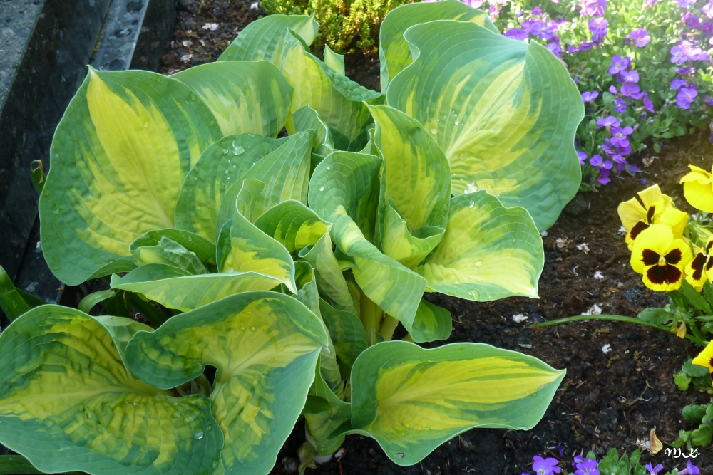 Funkie (Hosta spec.)