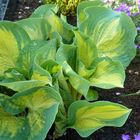 Funkie (Hosta spec.)