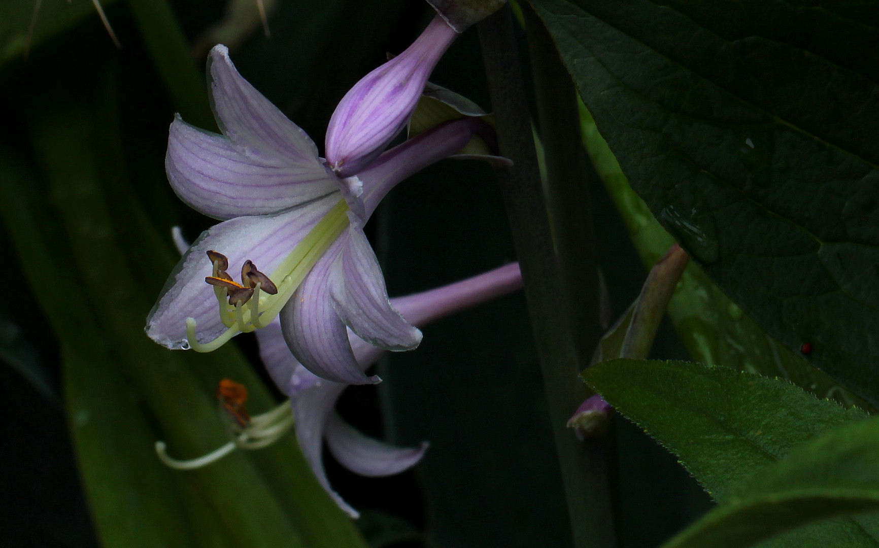 Funkien-Blüte (Hosta)...