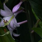 Funkien-Blüte (Hosta)...