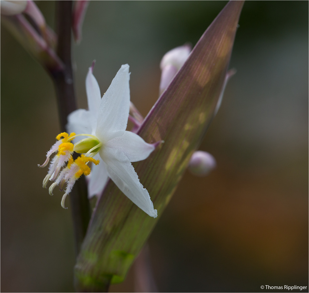 Funkien-Felsenlilie (Arthropodium cirrhatum) .