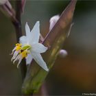 Funkien-Felsenlilie (Arthropodium cirrhatum) .