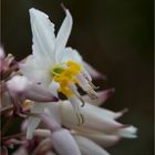 Funkien-Felsenlilie (Arthropodium cirrhatum)