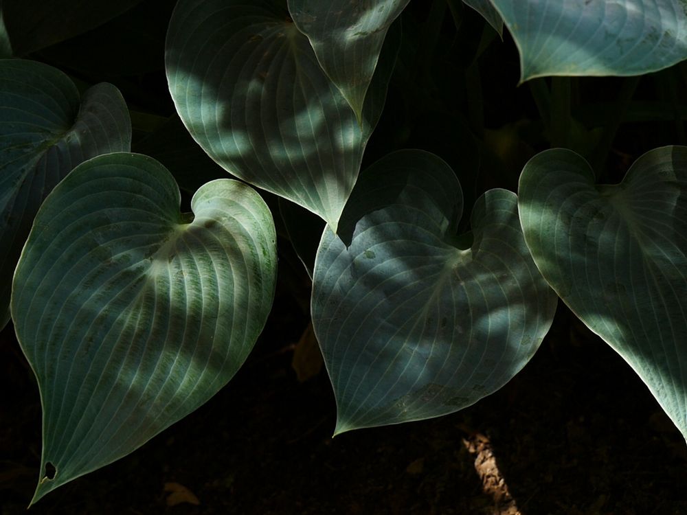 Funkien (Hosta)