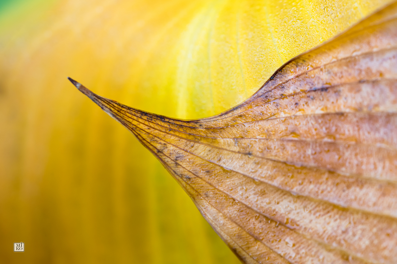 Funkienblätter im Herbst