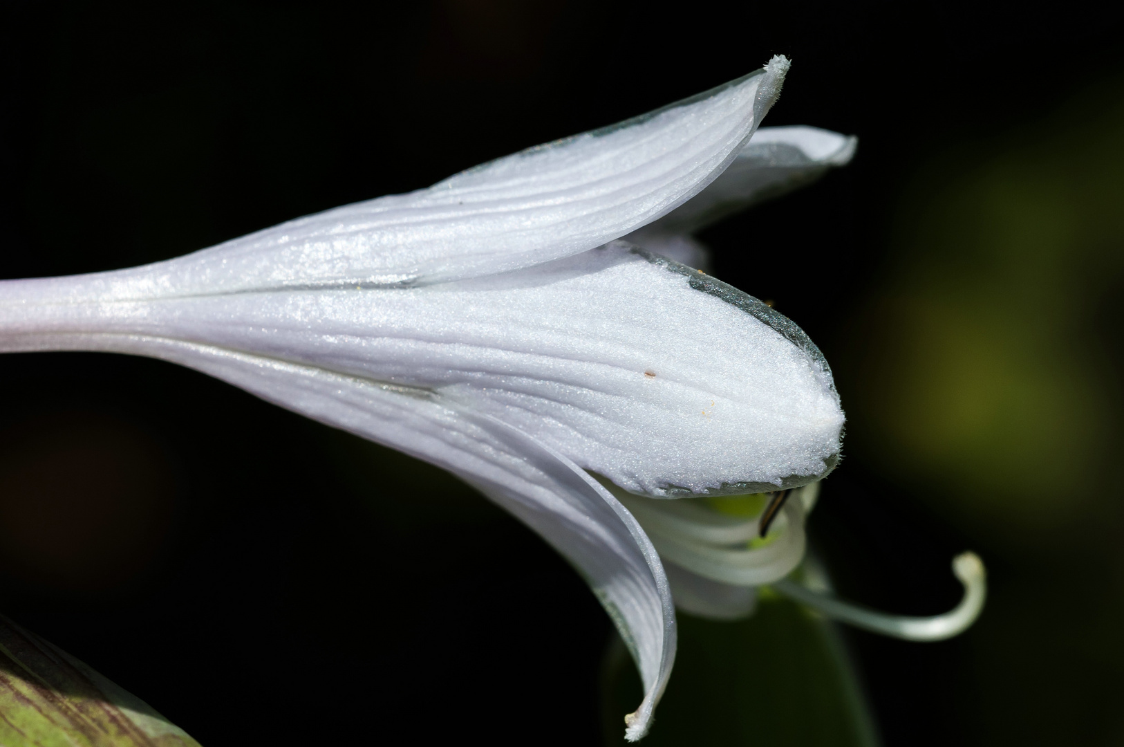 Funkienblüte