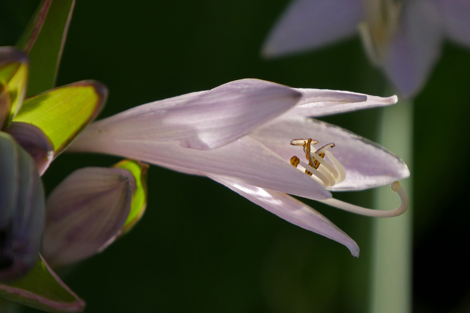 Funkienblüte