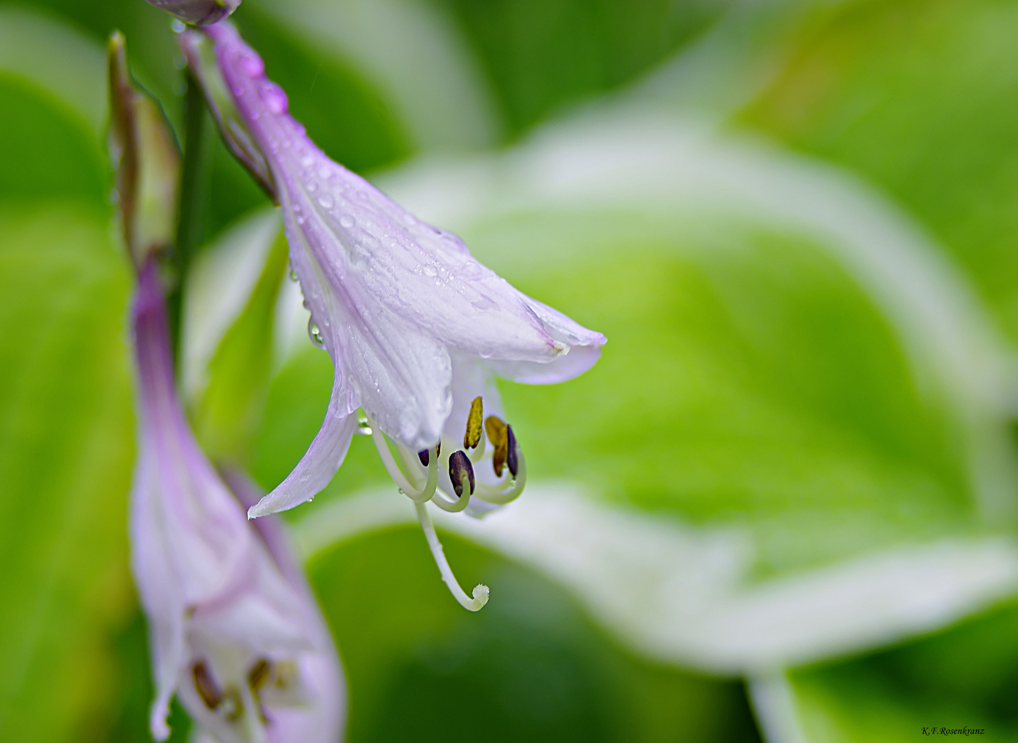 Funkienblüte