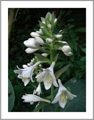 Funkienblüte (Hosta)