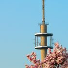 Funkturm im Frühling