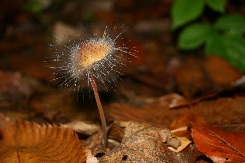 funky fungi