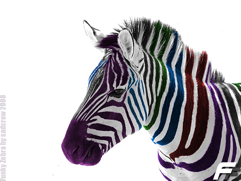 Funky Zebra