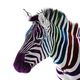 Funky Zebra