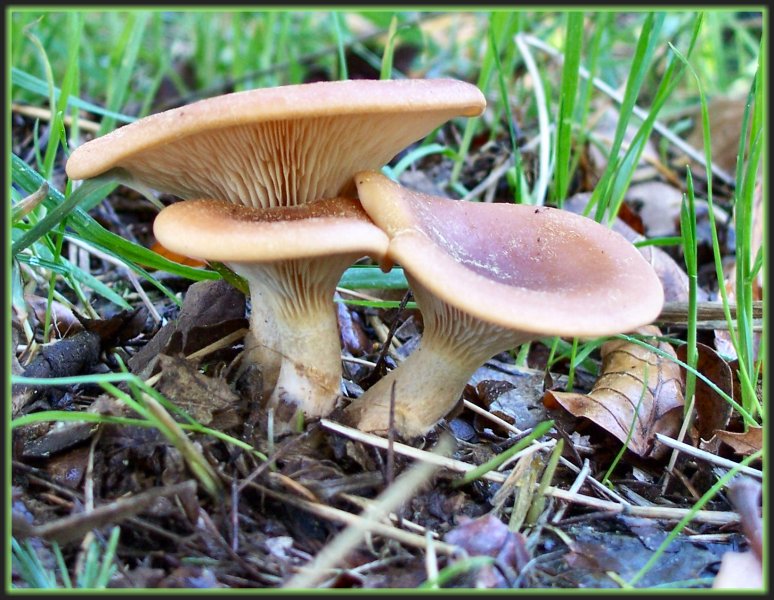 Funnel fungi