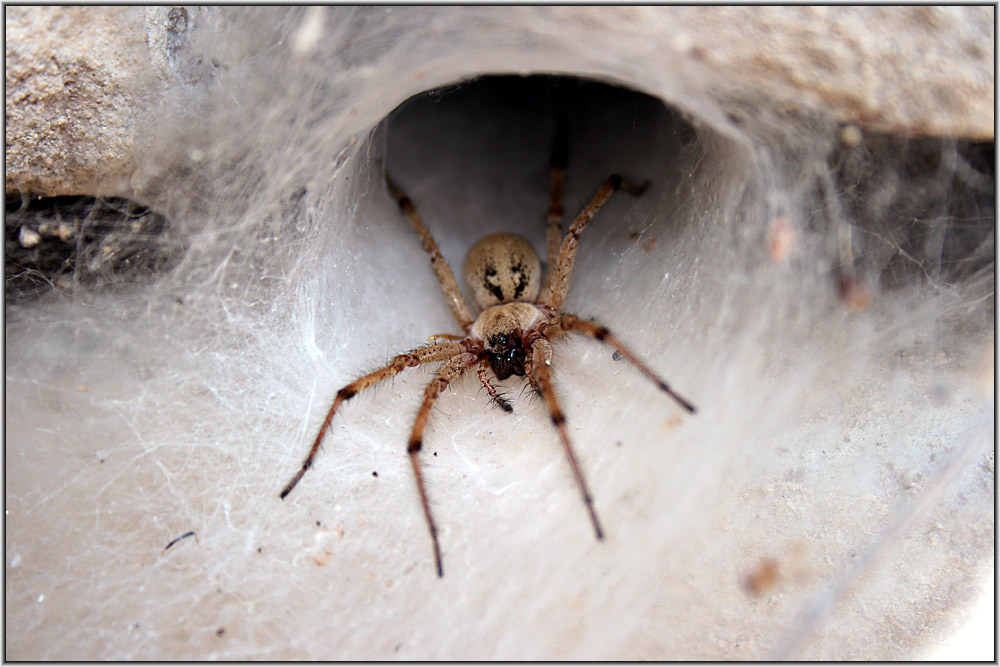 Funnel Web