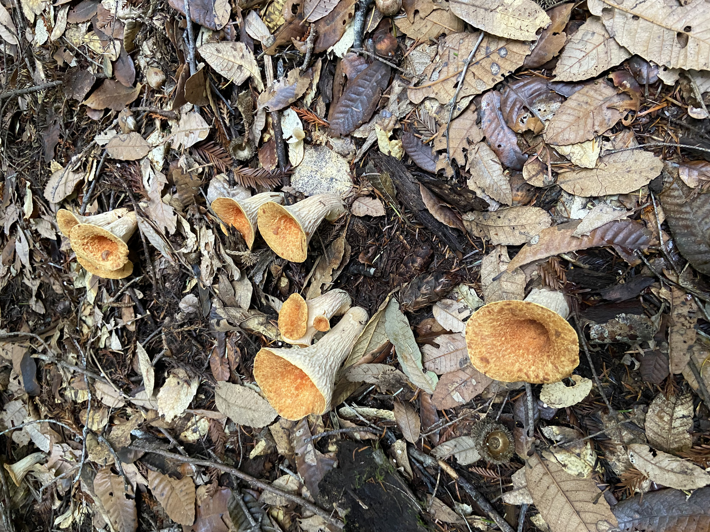 Funnel, wild mushrooms