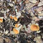 Funnel, wild mushrooms