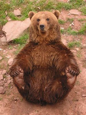 Funny Bär
