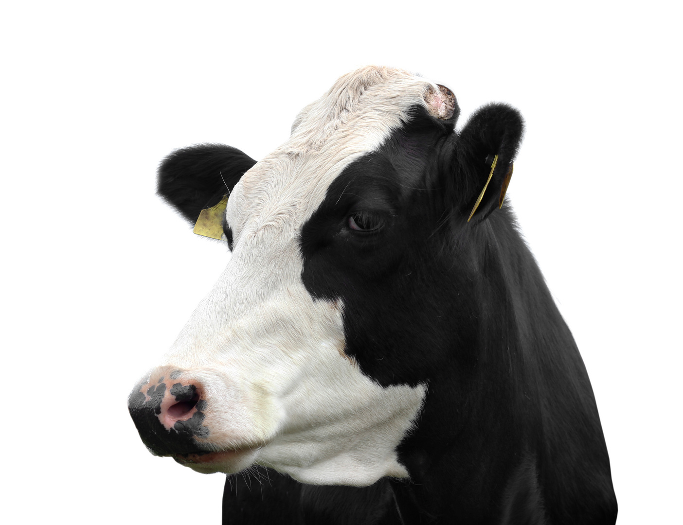 Funny cow isolated on a white background