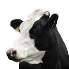 Funny cow isolated on a white background