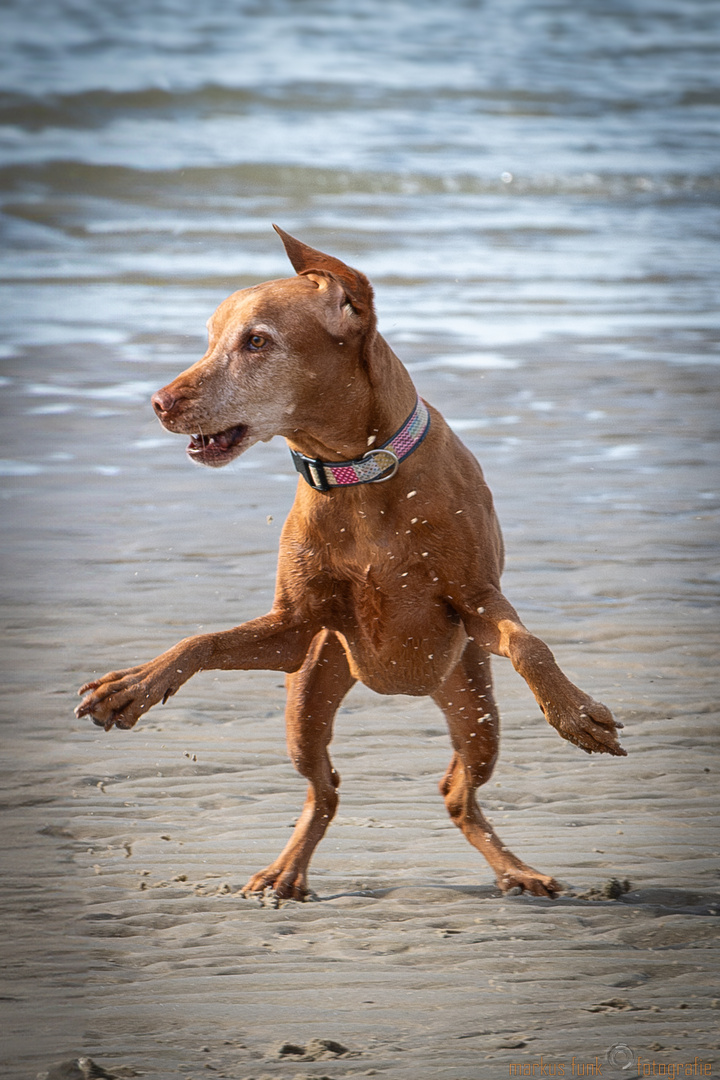 Funny Dog Moment @ the beach