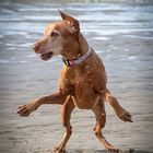 Funny Dog Moment @ the beach