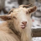 Funny Goat