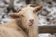 Funny Goat