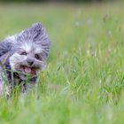 Funny Havanese