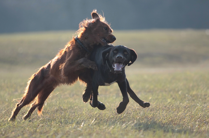 *Funny Labbi* Foto & Bild tiere, haustiere, hunde Bilder auf