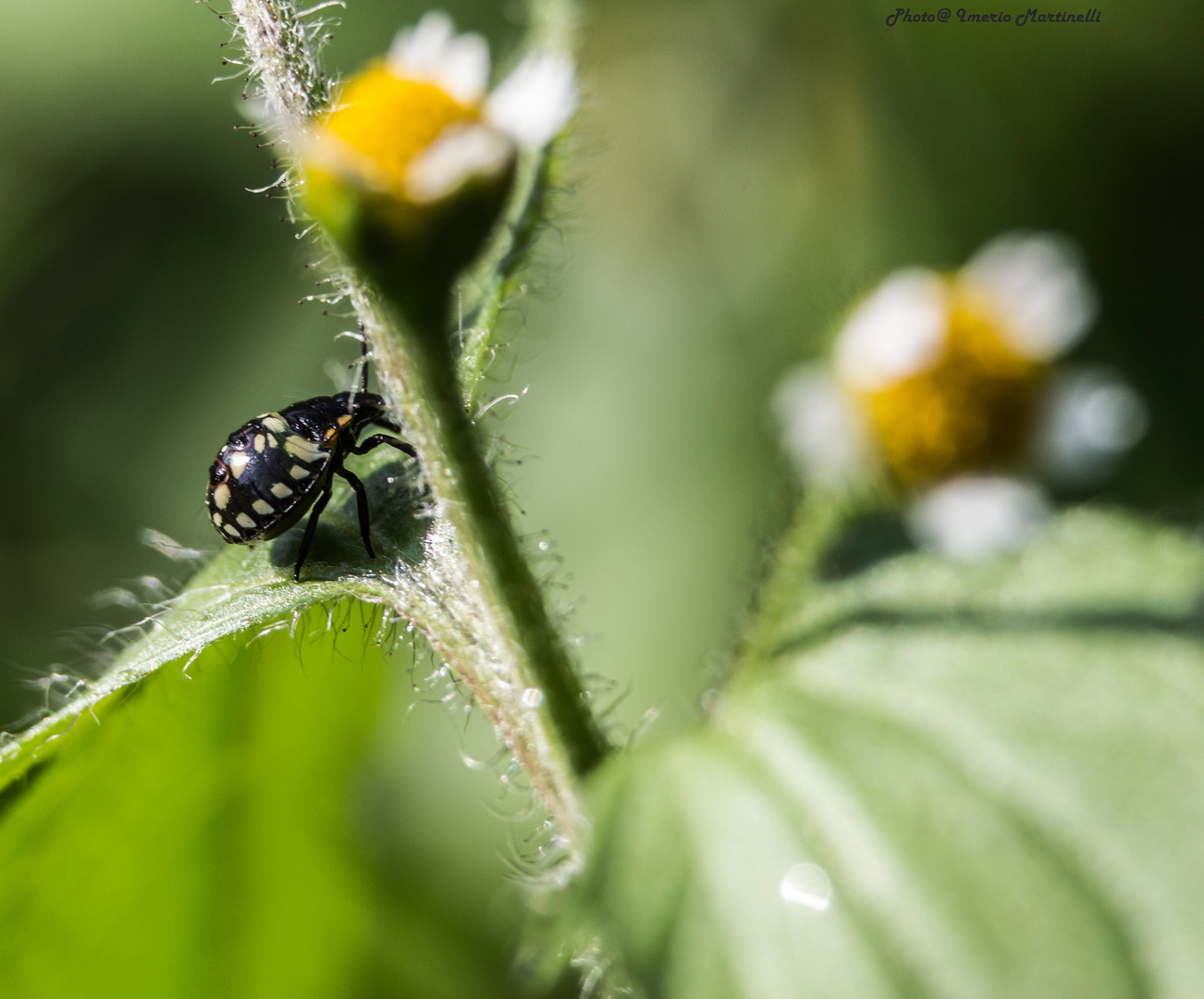 Funny ladybug