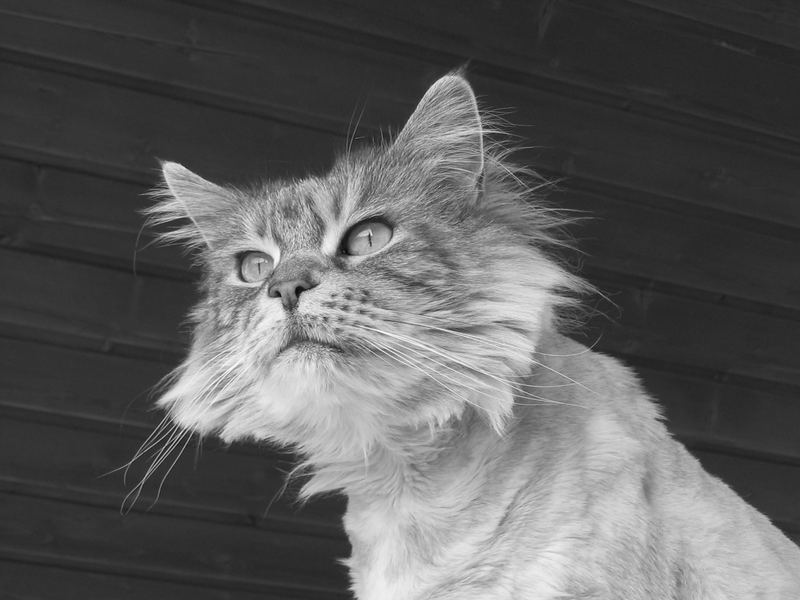 Funny - Maine Coon Mädchen - 11 Jahre