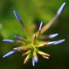 FUOCHI D'ARTIFICIO