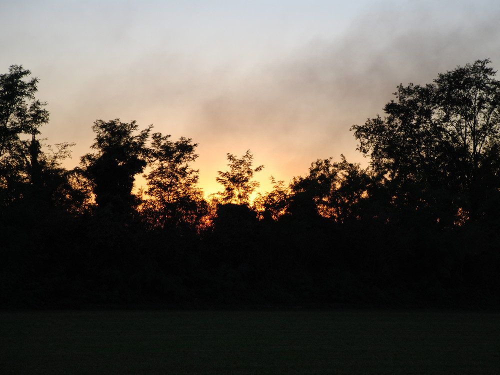 fuoco dietro agli alberi