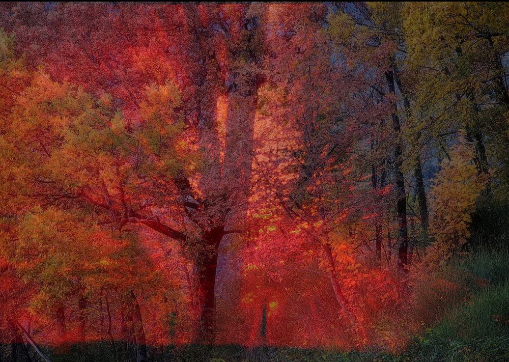 Fuoco...nel bosco di Renzo