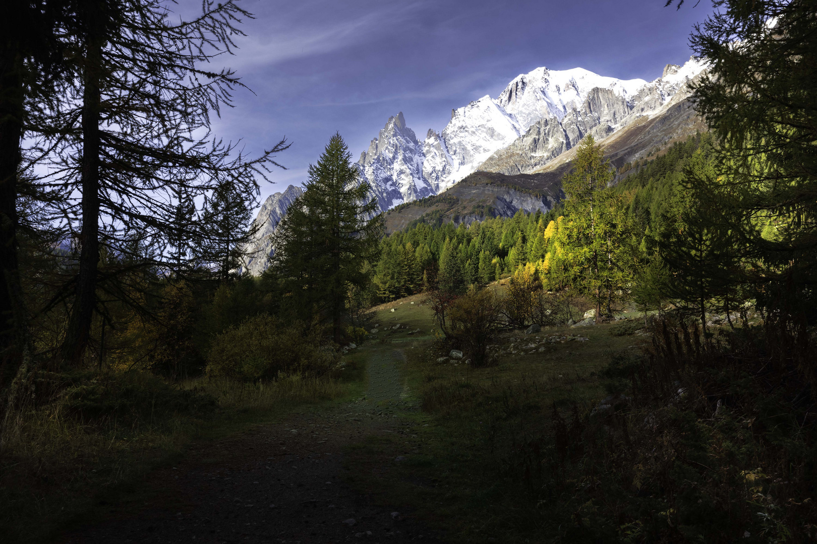 Fuori dal bosco