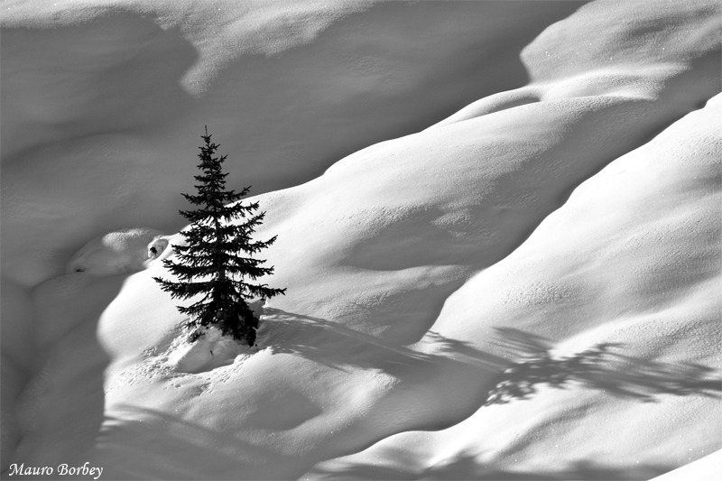 Fuori dal bosco......