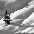 Fuori dal bosco......