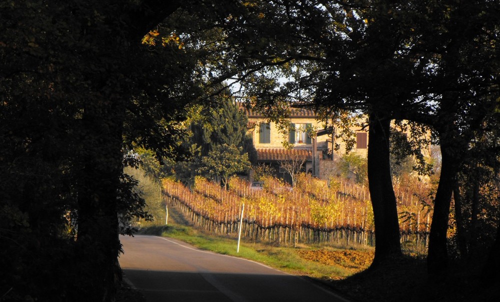 Fuori dal bosco