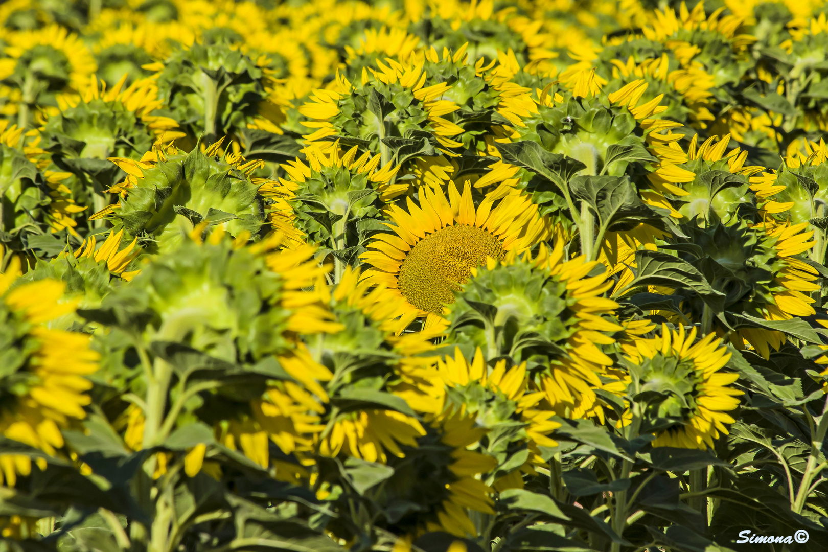 fuori dal coro