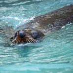 Fur Seal