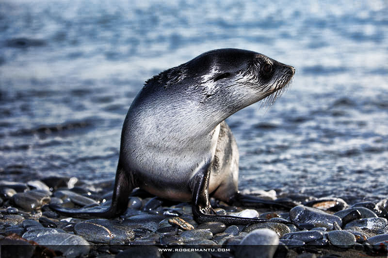 fur seal