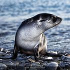 fur seal