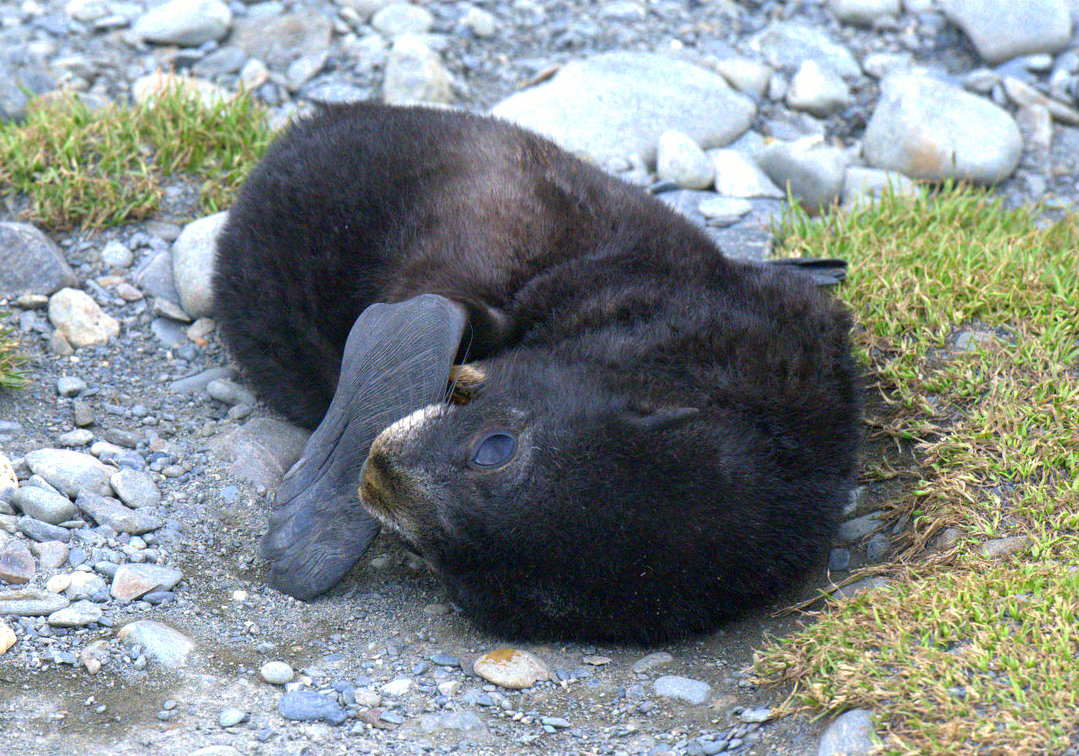 Fur Seal Baby