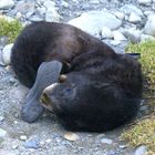 Fur Seal Baby